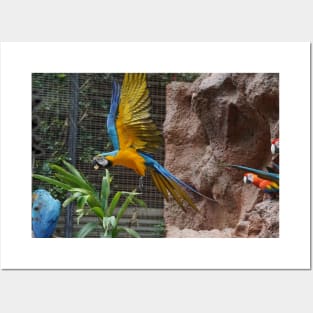 Macaw Parrot Posters and Art